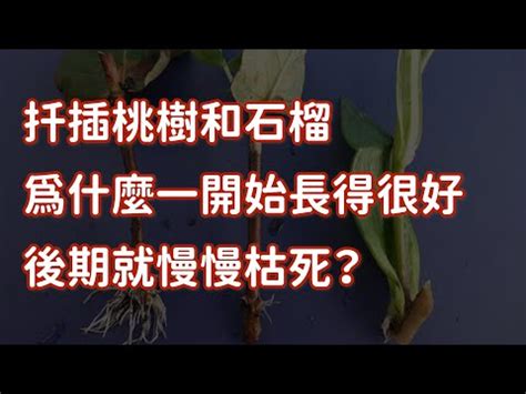 桃樹 風水|桃樹風水秘訣大公開